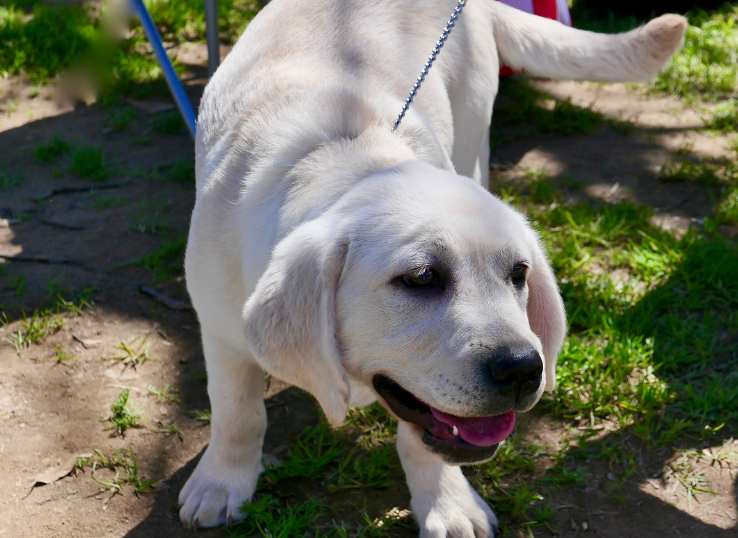 lab pups 1