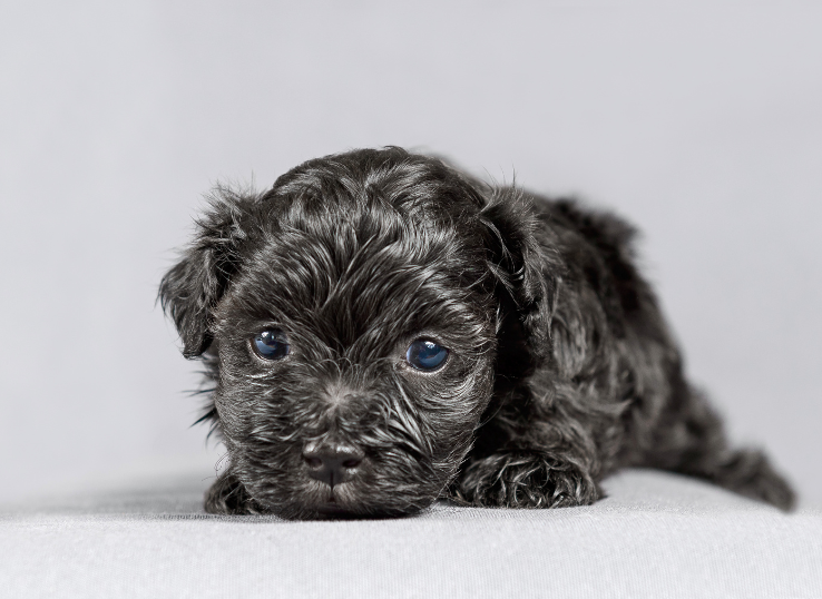 labrador puppies for sale