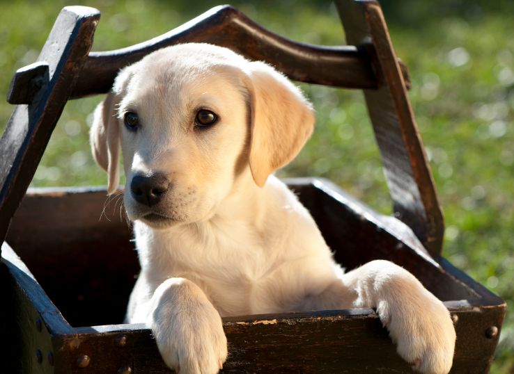 labrador-puppy-crate-training