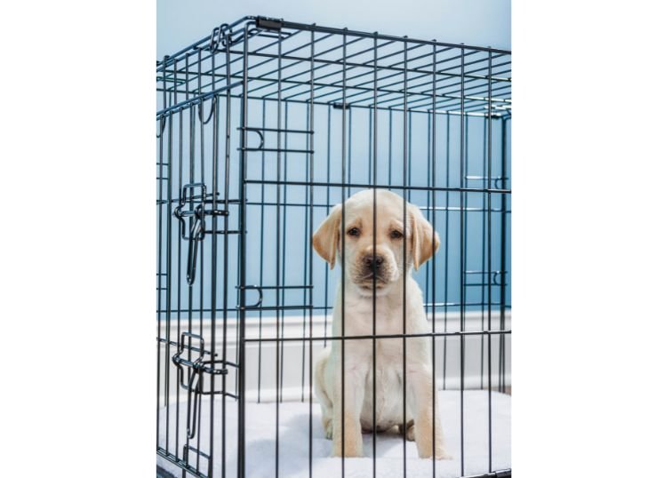labrador-puppy-in-crate