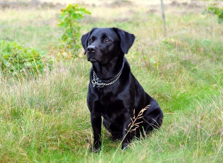 labrador-retriever-breeders