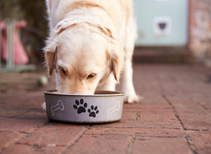 labrador-retriever-breeders