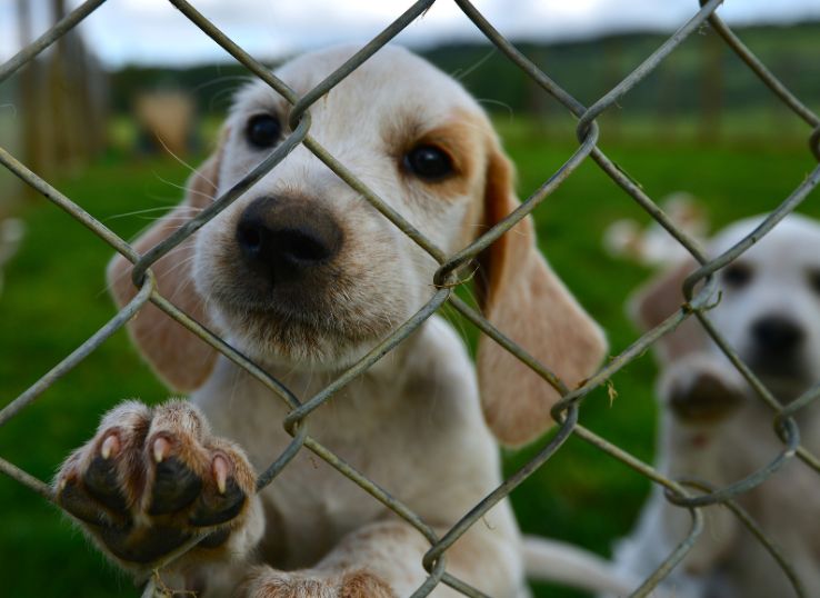 labrador-retriever-puppies-for-sale