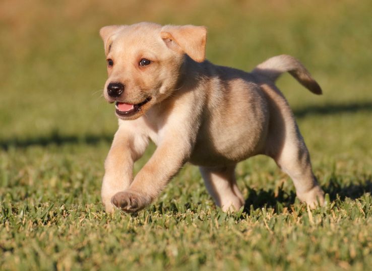 labrador-retriever-pups