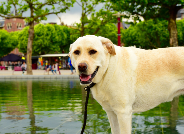 labrador-retriever