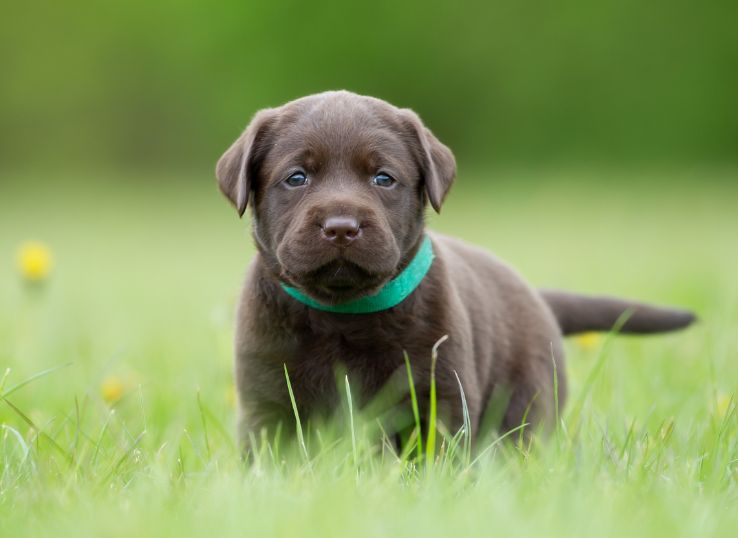 silver-lab-puppies