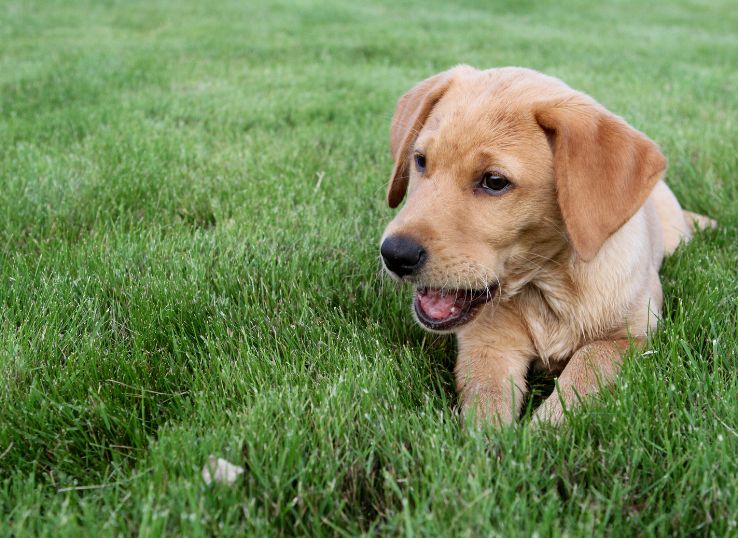 yellow-lab-puppies