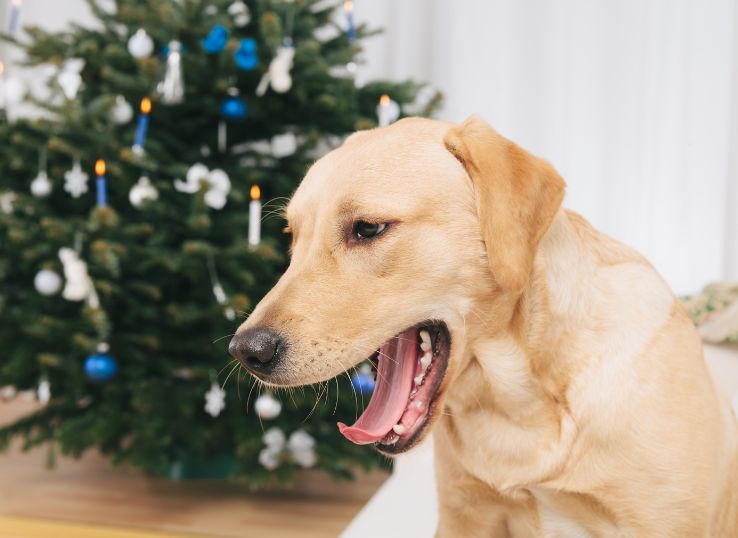 Most Popular Labrador retriever Breeders Iowa 2023 7 Iron Hill Retrievers