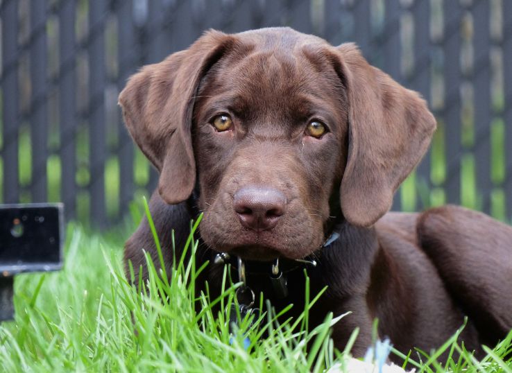 Jubett Labradors