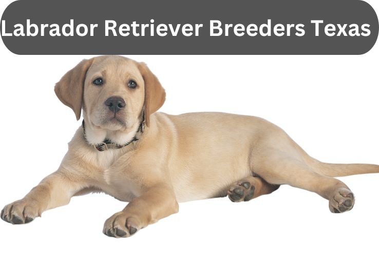 Most Reputable Labrador Retriever Breeders Texas 2024