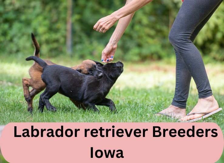 Most Popular Labrador retriever Breeders Iowa 2024