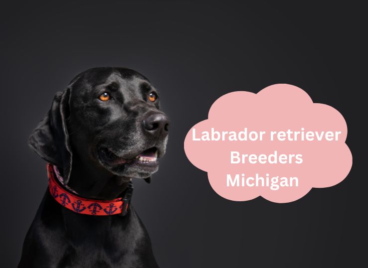 Top 11 Most Reputable Labrador retriever Breeders Michigan