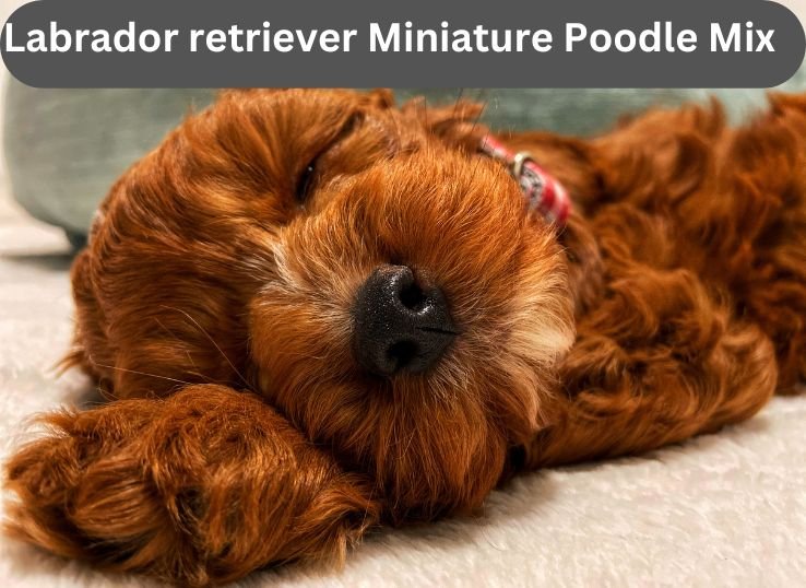 Labrador-retriever-Miniature-Poodle-Mix