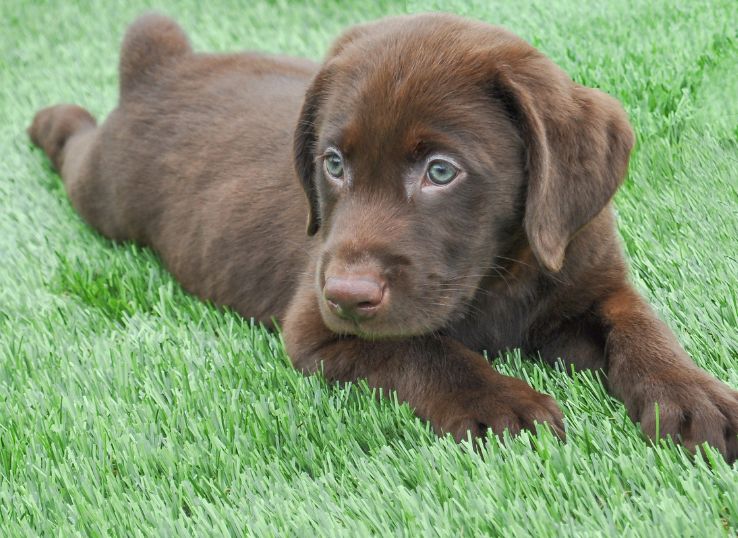 Chocolate Labrador Retriever Breeders Near Me In 2024 - Animal Pedias