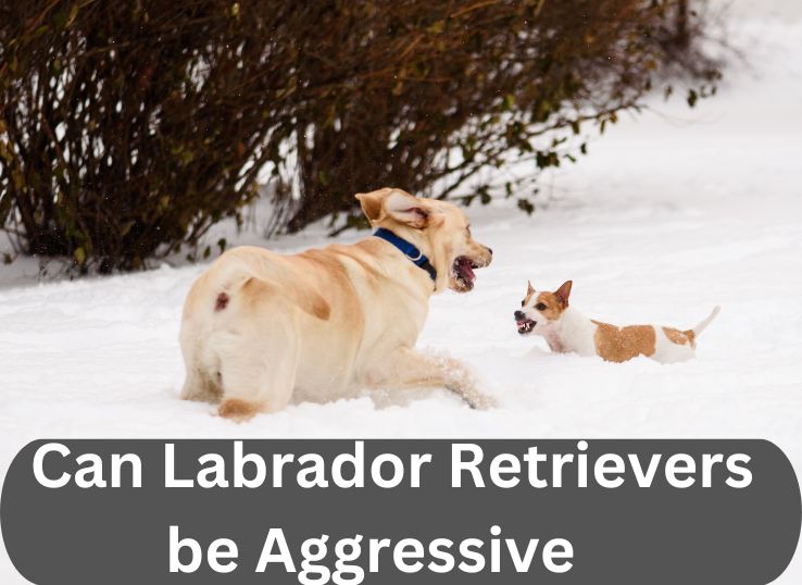 can-labrador-retrievers-be-aggressive