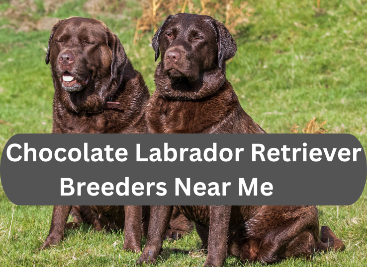 Chocolate Labrador Retriever Breeders Near Me In 2023