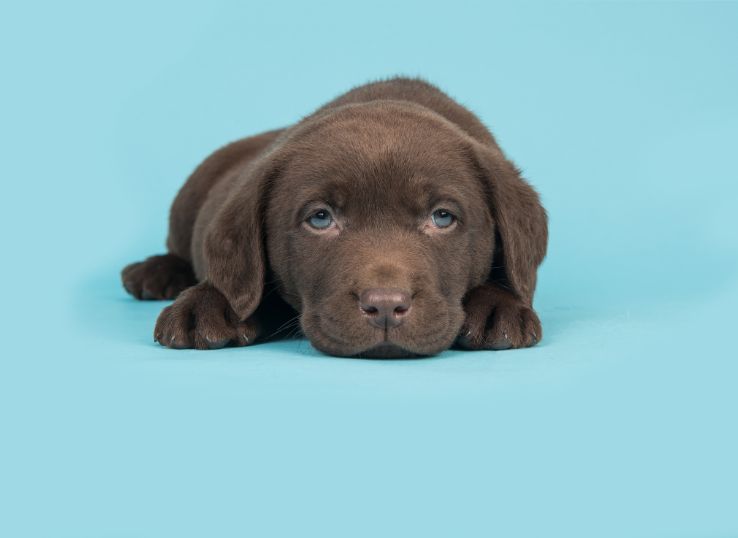 chocolate-labs