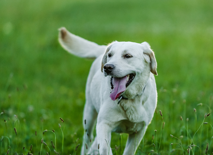 labrador