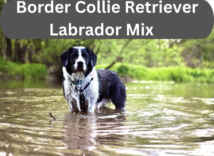 The Border Collie Retriever Labrador Mix: A Comprehensive Guide
