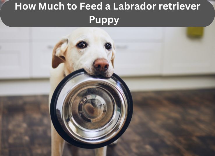 How Much to Feed a Labrador retriever Puppy: A Comprehensive Guide
