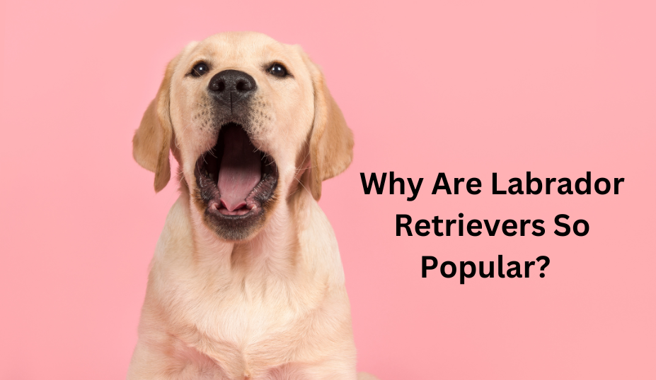 Why Are Labrador Retrievers So Popular? Top 12 Reasons - Animal Pedias