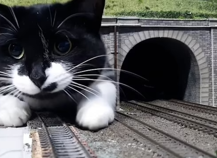 How-to-train-a-cat-to-use-a-tunnel