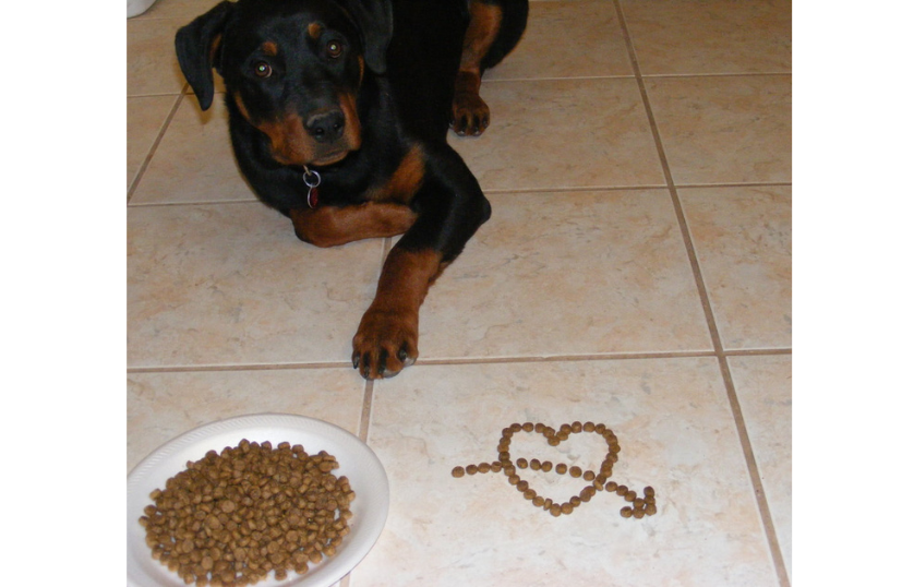 best-dry-food-for-rottweilers