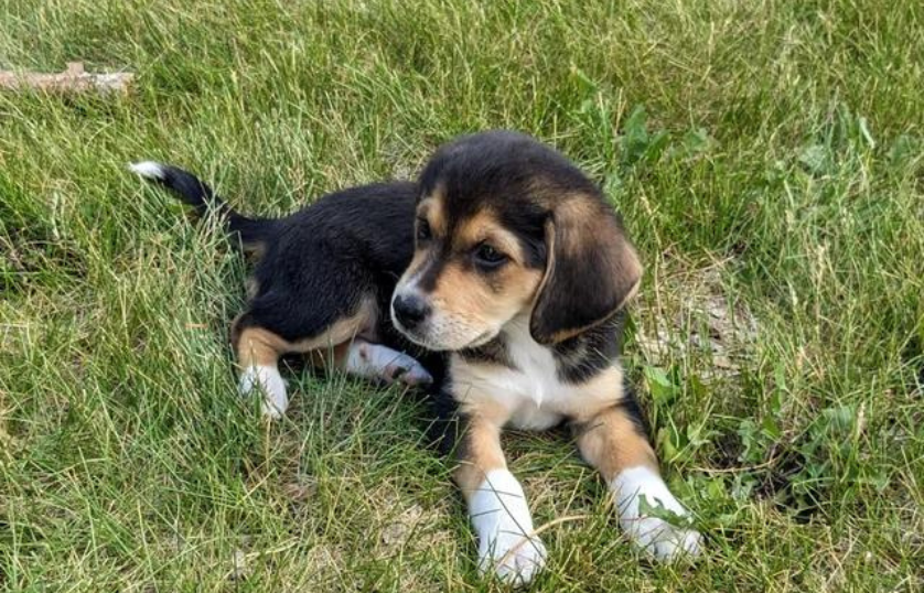 beagle-mixed-with-bernese