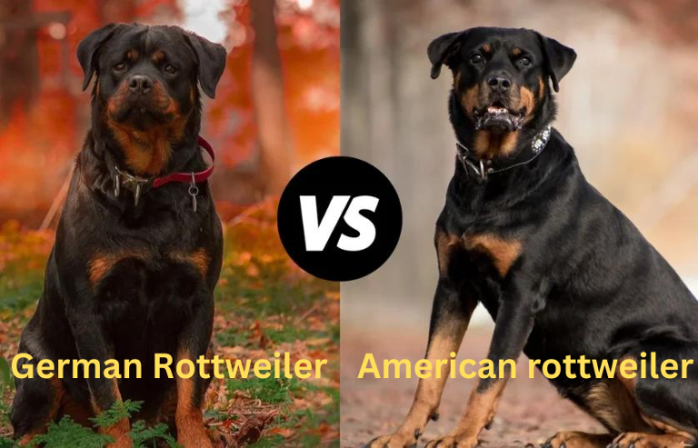 American VS German Rottweilers: Ultimate Guide in 2024