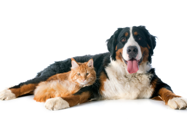Are Bernese Mountain Dogs Good With Cats? (7 Steps to Introduce a Berner with cat )