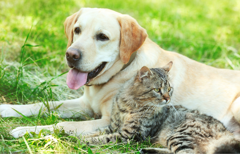 Are Labrador retrievers good with cats