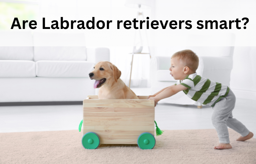 Are-Labrador-retrievers-smart