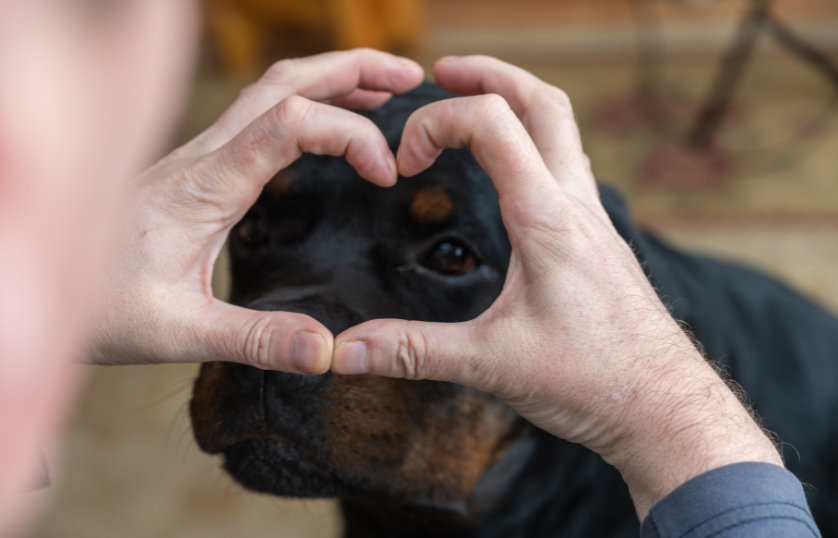 Are-Rottweilers-Loyal