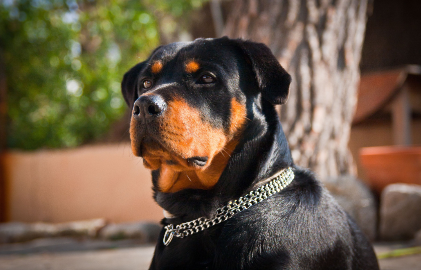 Best-Collar-for-Rottweiler