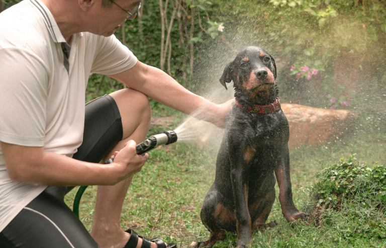 8 Best shampoo for Rottweilers in 2024