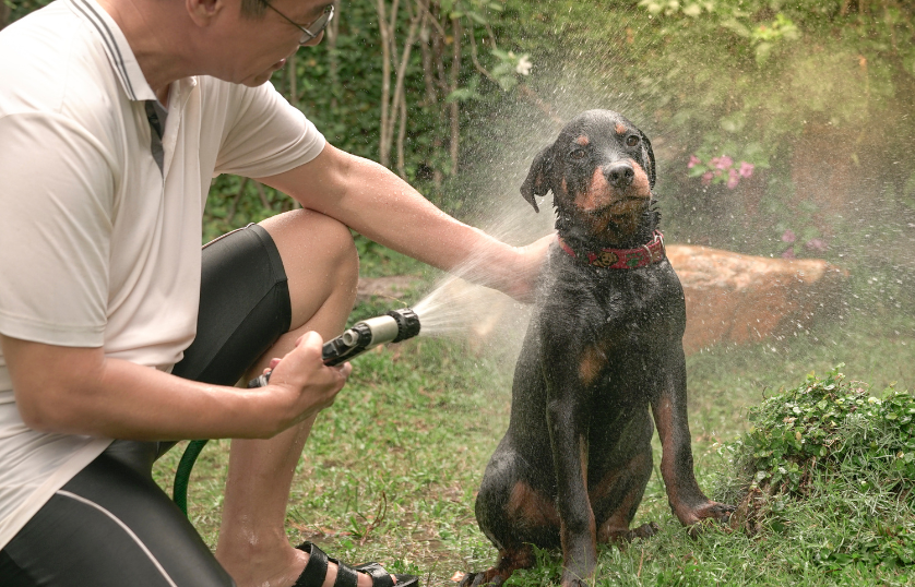 Best-shampoo-for-Rottweilers
