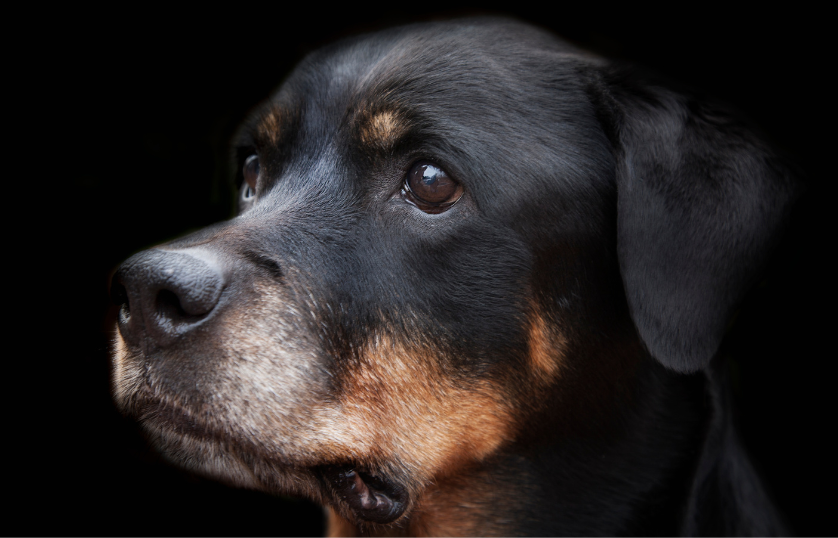 Health-Problems-in-Rottweilers