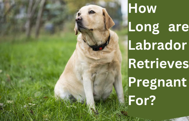 How Long are Labrador Retrievers Pregnant For? Complete Guide in 2024