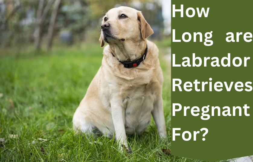 How-Long-are-Labrador-Retrievers-Pregnant-For