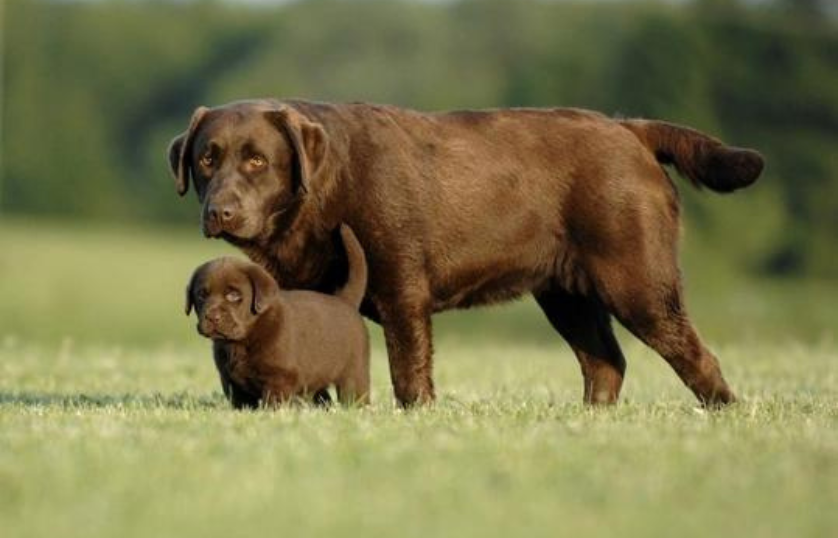 How-Often-to-Breed-Labrador-retriever