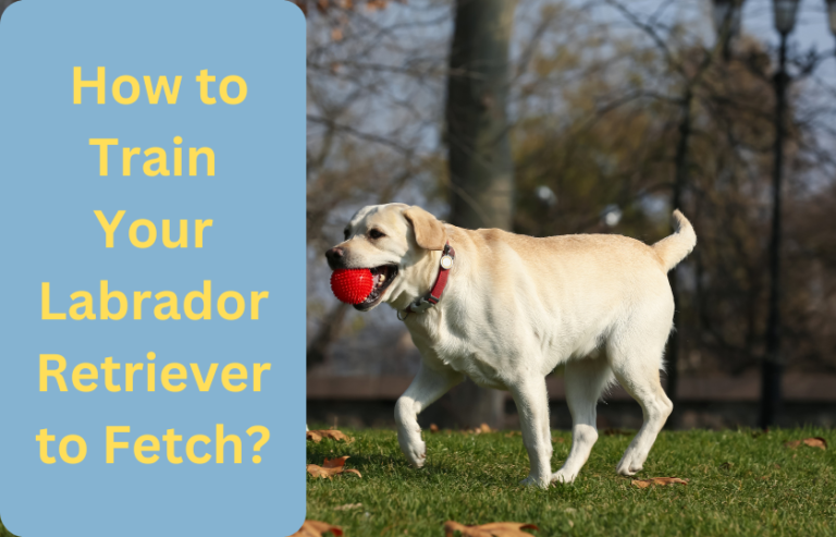 How to Train Your Labrador Retriever to Fetch? 3 Easy Methods Explained