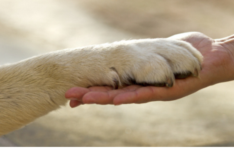 How to Trim a Labrador Retriever’s Nails? A Complete Guide