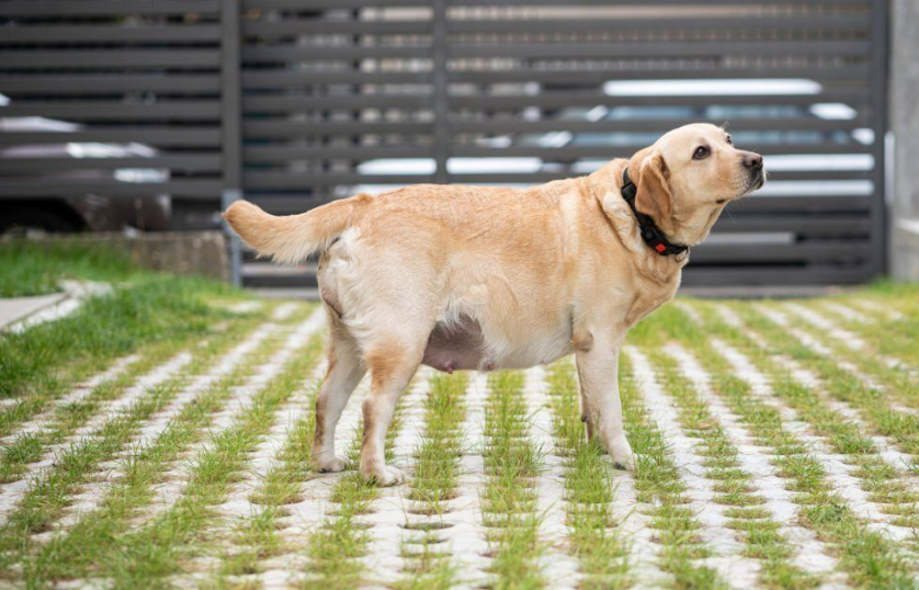 How-to-tell-if-my-Labrador-retriever-is-pregnant