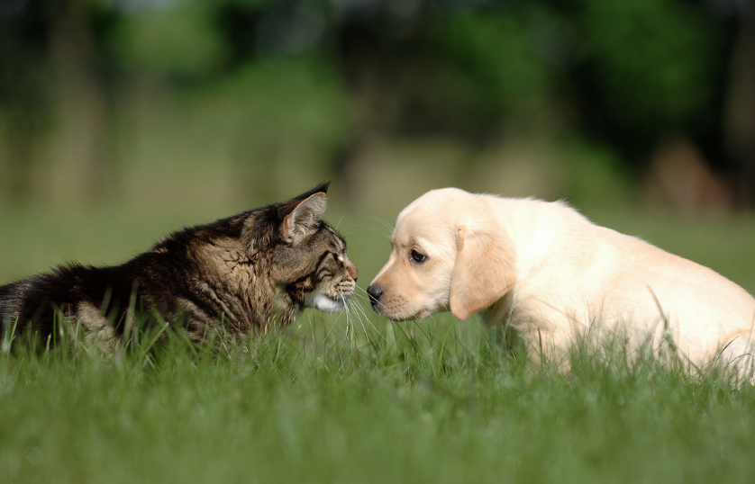 Labradors With Cats