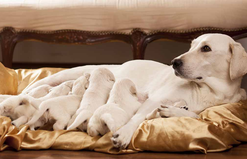 What-are-the-Stages-of-Dog-Pregnancy
