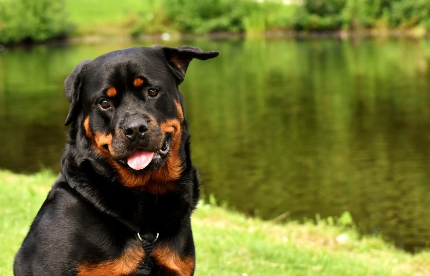 Where-do-Rottweilers-Come-From