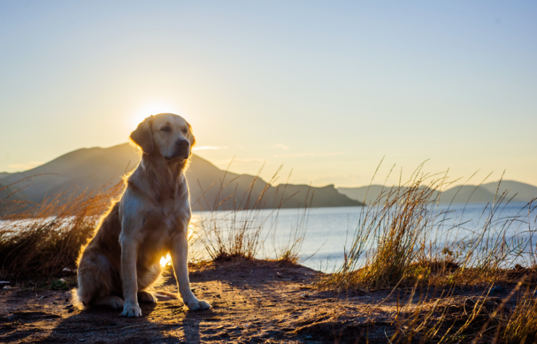 Why Are Labrador retrievers So Popular? Top 10 Reasons
