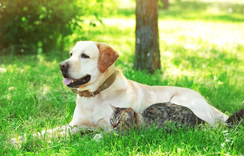 Why Labradors Get Along With Cats