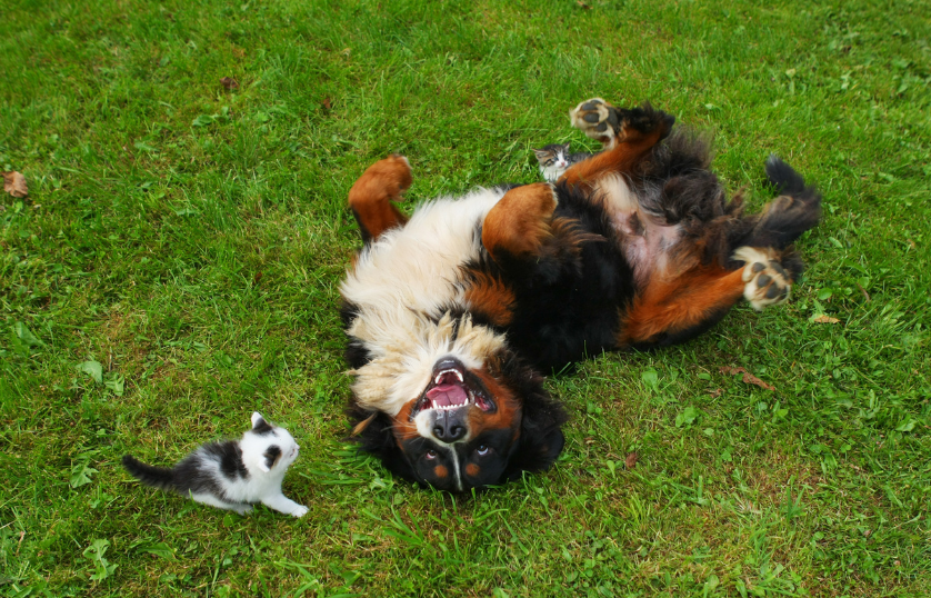 bernese-mountain-dog-with-cat