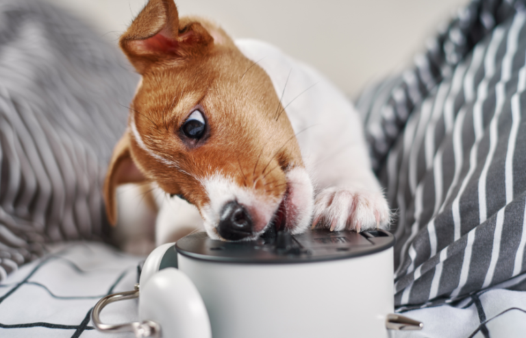 Top 10 Best Barking Dog Alarm 2024: [Latest Guide]